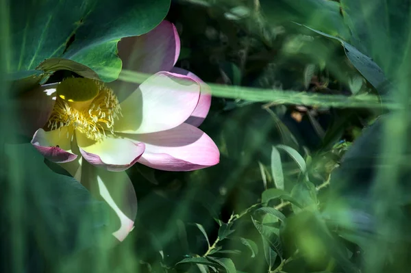 花に囲まれた蓮の花が間近で見られます — ストック写真