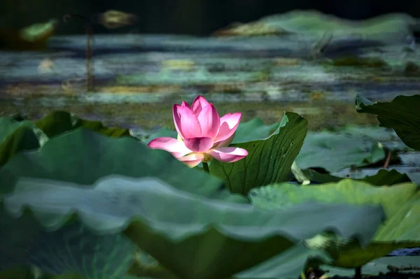 Fleur Lotus Fleur Entourée Feuilles Vues Près — Photo