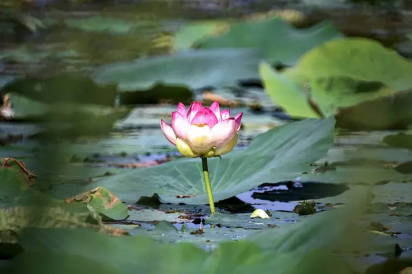 Lotus Flower Bloom Surrounded Leaves Seen Close — Stock Photo, Image