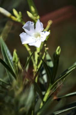 Çiçek açan zakkum dalı yakından görülüyor