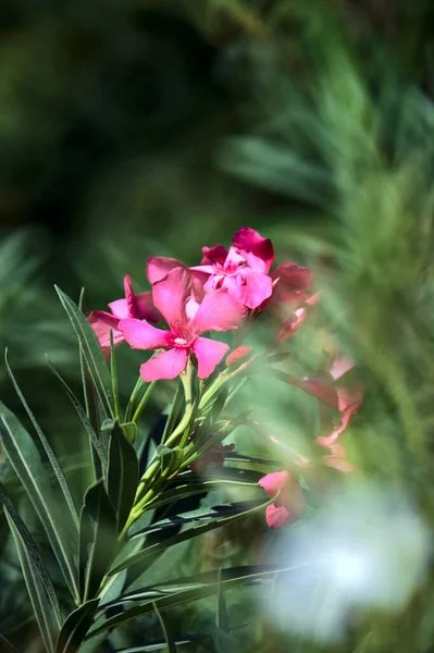 Oleander Virágzik Látható Közelről — Stock Fotó