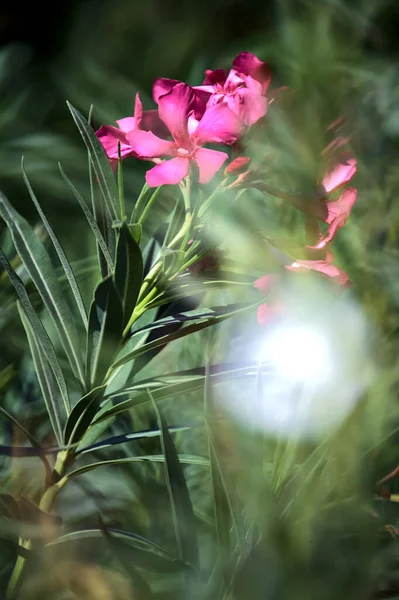 开着花的Oleander枝条靠近看 — 图库照片