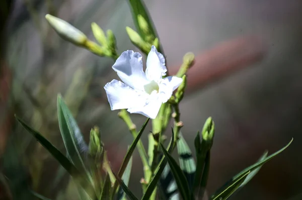 Oleanderová Větev Rozkvětu Zblízka — Stock fotografie