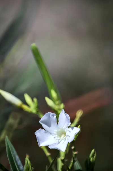 Oleanderzweig Voller Blüte Aus Nächster Nähe Gesehen — Stockfoto