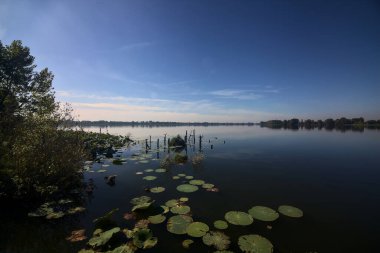 Göl kıyısının yanında Lily pedleri var.