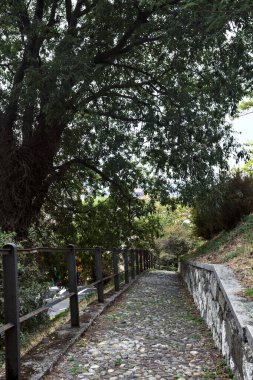 Bir parktaki ağaç tepe örtüsünün altında asfalt yol