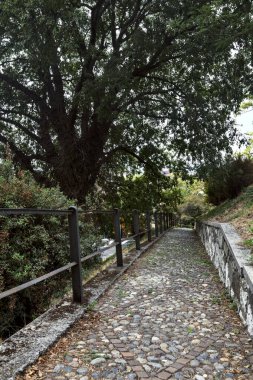 Bir parktaki ağaç tepe örtüsünün altında asfalt yol