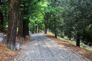 Bir parktaki ağaç tepe örtüsünün altında asfalt yol