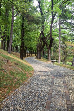 Bir parktaki ağaç tepe örtüsünün altında asfalt yol