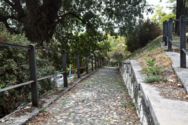 Bir parktaki ağaç tepe örtüsünün altında asfalt yol
