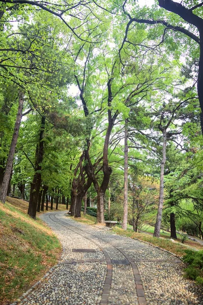Gepflasterter Weg Unter Baumkronen Einem Park — Stockfoto