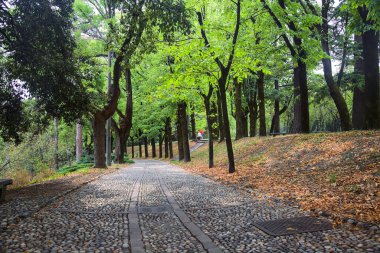 Bir parktaki ağaç tepe örtüsünün altında asfalt yol