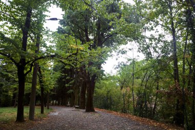 Bir parktaki ağaç tepe örtüsünün altında asfalt yol