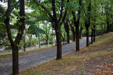 Bir parktaki ağaç tepe örtüsünün altında asfalt yol