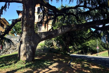 Güneşli bir günde sokağın kenarında çam ağacı