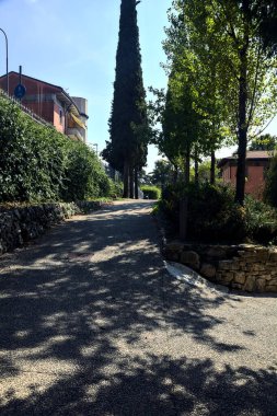 Parkta ağaçlarla çevrili bir patika.