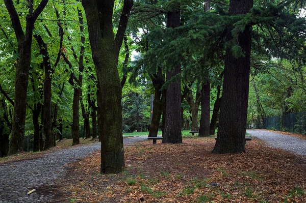 Camino Pavimentado Bajo Dosel Árbol Parque —  Fotos de Stock