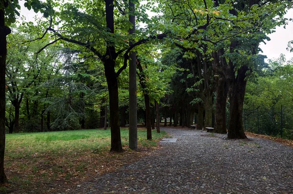 Gepflasterter Weg Unter Baumkronen Einem Park — Stockfoto