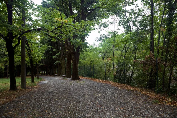 Caminho Pavimentado Sob Uma Copa Árvore Parque — Fotografia de Stock