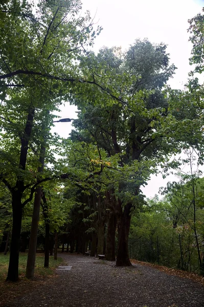 Paved Path Tree Canopy Park — Stock Photo, Image