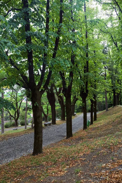 Paved path under a tree canopy in a park