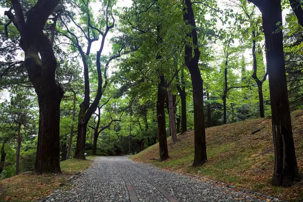 Wybrukowana Ścieżka Pod Koroną Drzew Parku — Zdjęcie stockowe