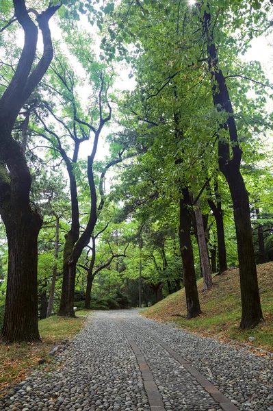 Gepflasterter Weg Unter Baumkronen Einem Park — Stockfoto