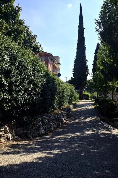 Sentier Pavé Avec Des Arbres Lisière Dans Parc — Photo