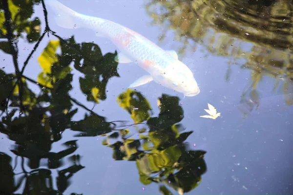 水面上から見た池で泳ぐ鯉 — ストック写真