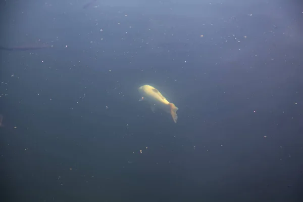 Carpa Koi Nadando Estanque Visto Desde Arriba Superficie —  Fotos de Stock