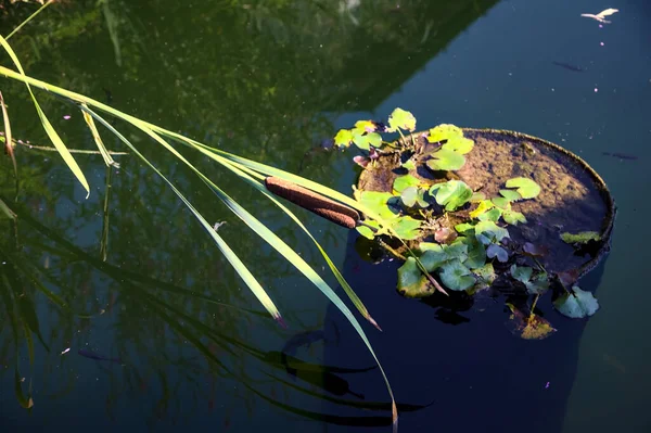 Almofadas Junco Lírio Uma Lagoa — Fotografia de Stock