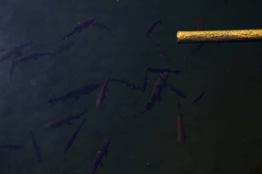 Gölde sazan balığı ve pipo.