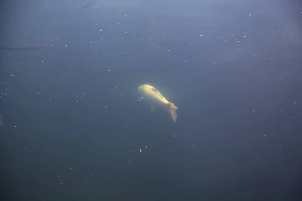 水面上から見た池で泳ぐ鯉 — ストック写真