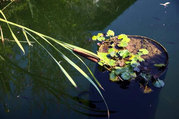 Schilf Und Lilienkissen Einem Teich — Stockfoto
