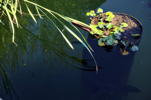 Reed Dan Lily Bantalan Kolam — Stok Foto