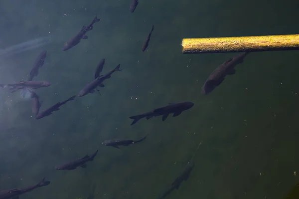 Schwarze Koi Karpfen Einem Teich Und Einem Rohr — Stockfoto