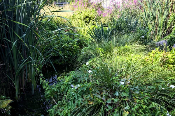 Plantes Fleurs Sauvages Dans Étang Par Une Journée Ensoleillée — Photo