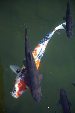 Koi sazanı yüzeyden görünen bir gölde yüzüyor.
