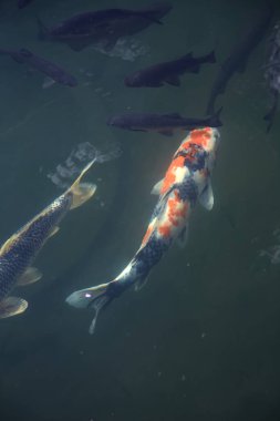 Koi sazanı yüzeyden görünen bir gölde yüzüyor.