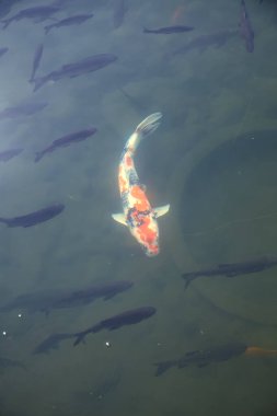 Koi sazanı yüzeyden görünen bir gölde yüzüyor.