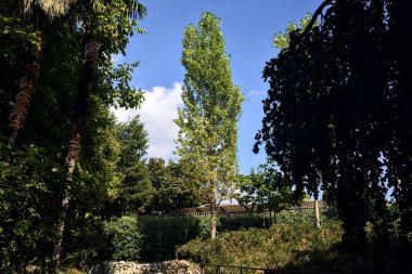 Parkta ağaçlarla çevrili bir patika.