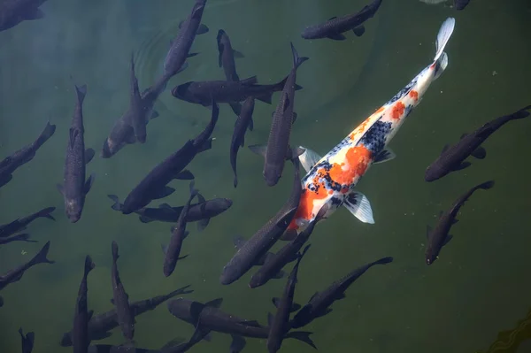 Koi Carpa Nadando Uma Lagoa Vista Cima Superfície — Fotografia de Stock