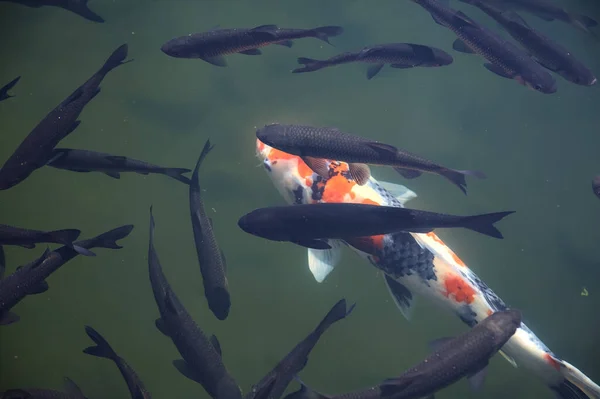 Koi Sazanı Yüzeyden Görünen Bir Gölde Yüzüyor — Stok fotoğraf