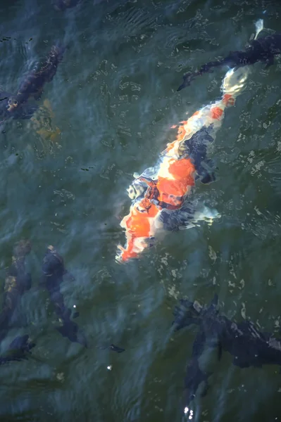 Koi Karpfen Schwimmen Einem Teich Von Oben Gesehen — Stockfoto