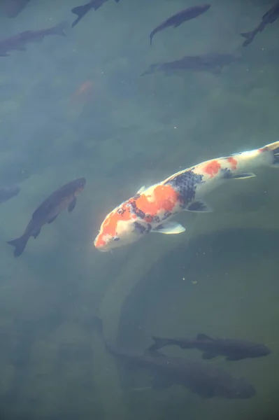 Koi Karpfen Schwimmen Einem Teich Von Oben Gesehen — Stockfoto