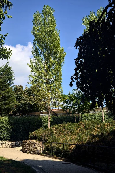 Тропинка Деревьями Краю Парке — стоковое фото