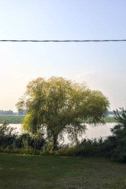 Gün batımında göl kıyısında bir ağaç.
