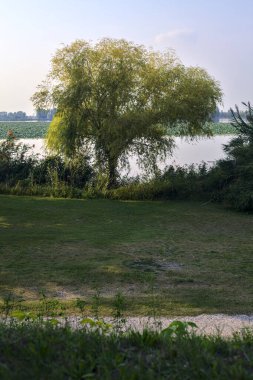 Gün batımında göl kıyısında bir ağaç.