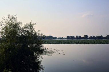 Gün batımında bir ağaç tarafından çerçevelenmiş göl