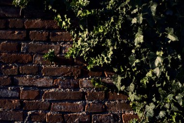Ivy gün batımında tuğla bir duvarda